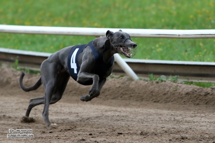 11823136_10156028506065724_7128824456669248838_o